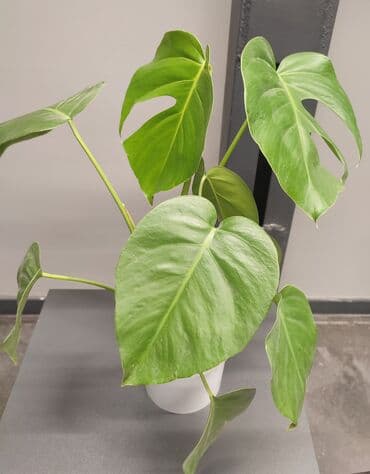 купить газонную траву в бишкеке: Монстера делициоза (Monstera deliciosa) в горшке 2 растения — 1