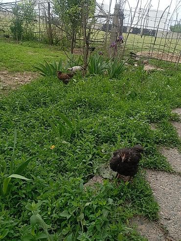 Продам с/х животных: Домашняя птица для подворья - Утки: на выгуле видно — 4
