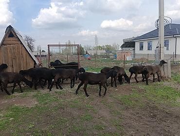 С/х животные и товары: Продаю | Ягненок | Арашан | Для разведения | Ярка — 3