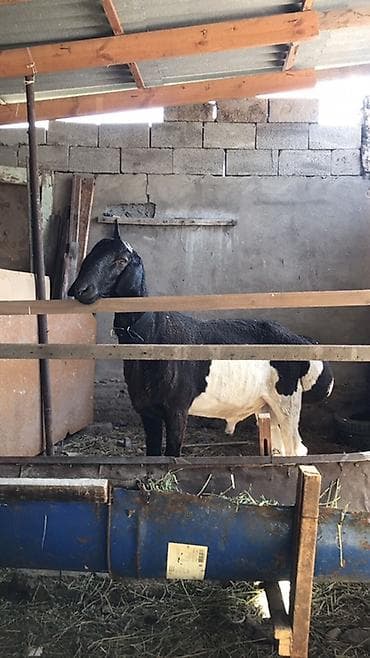 куплю козу на мясо: Продаю | Коза (самка) | Полукровка | Для разведения — 1