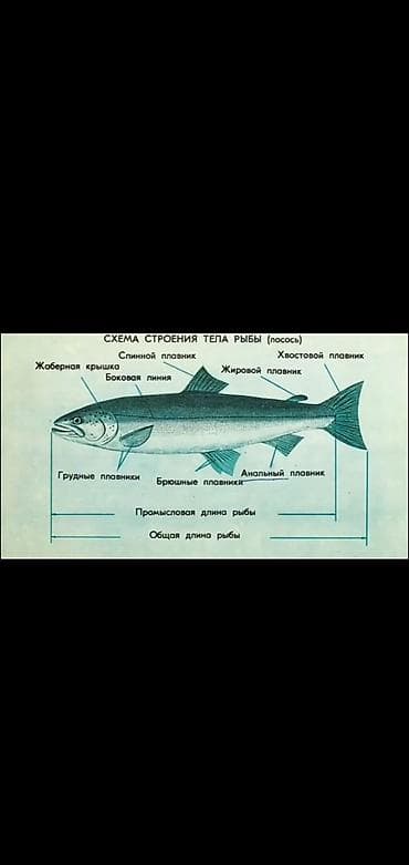 места для рыбалки в бишкеке: Куплю малёк только Стальной голова лосось — 7