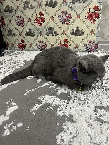 zoom h1: Продается очаровательный котенок британской породы. Очень красивый и — 3