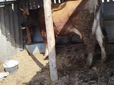 бычки 7 8 месяц: Продаю | Корова (самка) — 2