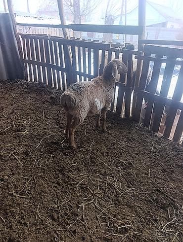 шведская корова: Продаю | Овца (самка) | На забой | Матка — 7