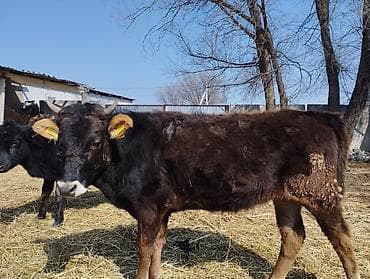 Продам с/х животных: Продаю | Музоо, торпок | На откорм — 1