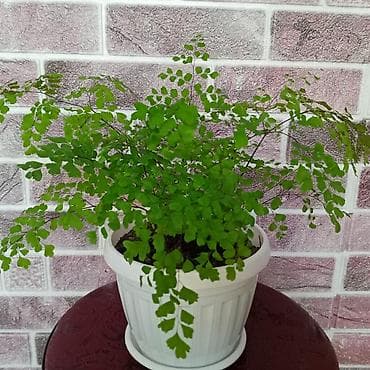 подставка для комнатных цветов: Пилея Пеперомиевидная (Pilea peperomioides) — компактное комнатное — 2