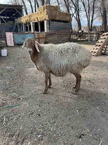 меняю на баран: Продаю | Овца (самка) | Для разведения | Матка — 1