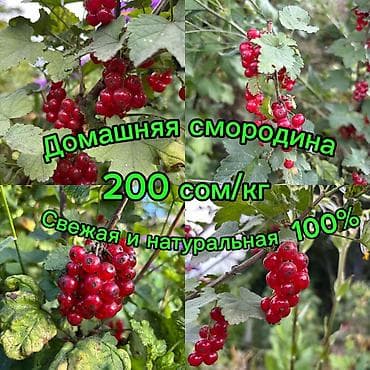 черный орех: Смородина В розницу, Самовывоз — 1