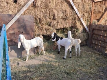 домик для кроликов: Продаю | Козлёнок | Для разведения — 2