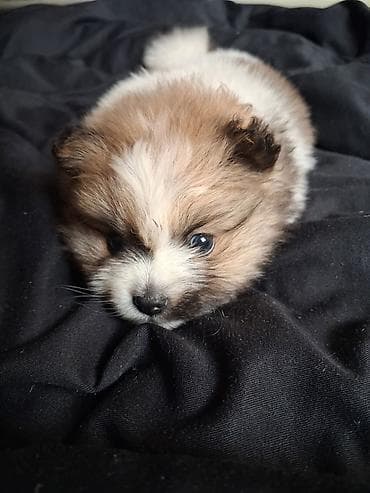 куплю собаку шпиц: Помиранский шпиц •Девочка •Родилась 14 .03.2026 •Окрас : пати-колор — 5