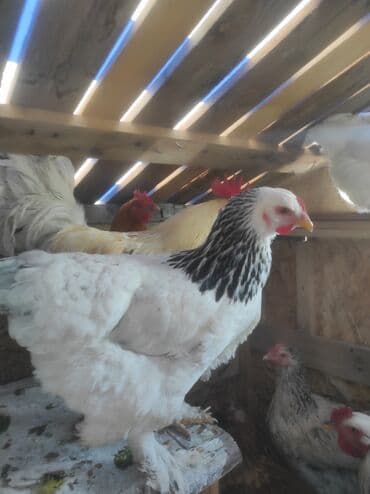 Продаю Куриц и петухов породы "Брама" Яйценоские и на мясо. Отличные lalafo.kg да Продаю Куриц и петухов породы "Брама" Яйценоские и на мясо. Отличные