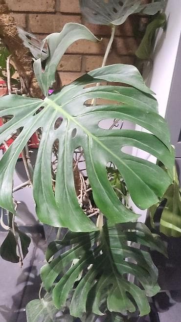 грибы иноки цена: Детки монстеры деликатесной по 150 сом на втором фото материнское — 2