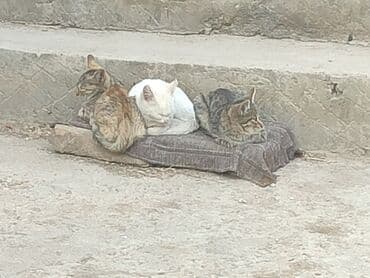 дом для кош: Мышык бекер берилет: Ангор, 4 айлык, Эркек, Лотокко барууга үйрөтүлгөн — 2