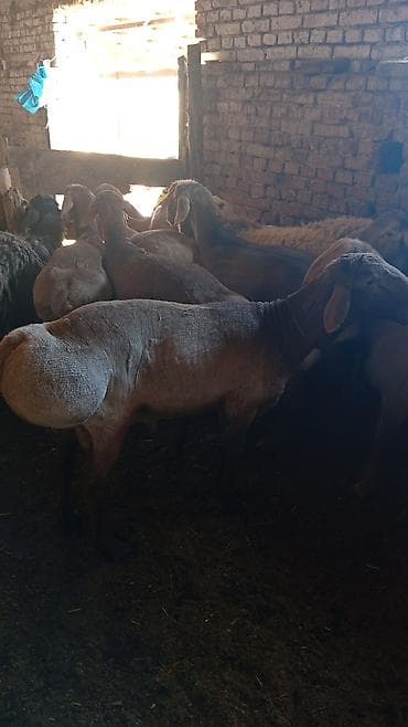 эркек ит ош: Сатам | Ургаачы кой (ургаачы) | Көбөйтүү үчүн — 6