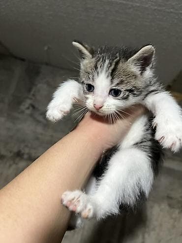 котята свинкс: Пять котят, помёт разноцветный: - Окрас: тигрово-полосатый с белым — 4
