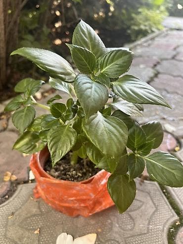 тез арада: Бальзамин (Impatiens) в горшке находится р-н Аламедин рынок - — 1