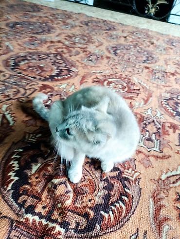 Мышыктар: Котята домашние, короткошёрстные. Описание: - Окрас: есть — 3