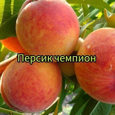 ящик для фруктов: Саженцы плодовых культур — лучшие сорта для вашего сада Ассортимент — 7