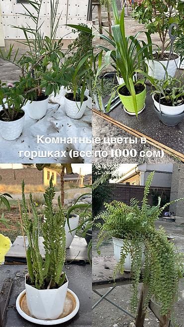 алоэ растение цена: Продаю красивые и ухоженные домашние растения в горшках. Отличный — 1