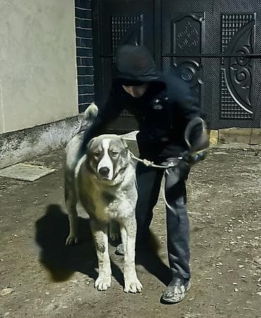 белый лошадь: Собака крупной породы (тип алабая/волкодава). Вязка Вязка по? — 3