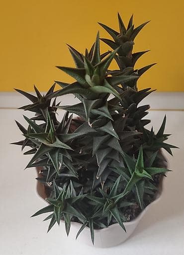 Комнатные розы: Взрослые кусты хавортий самовывоз из Тунгуча или из района Ошского — 3