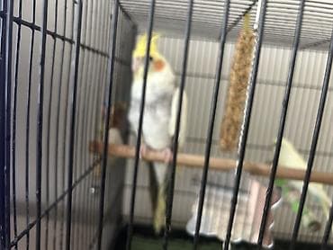 купить вольер для попугая: Продам 3 попугаев ( 2 Корелла и 1 волнистый) все на фото. В комплекте — 3