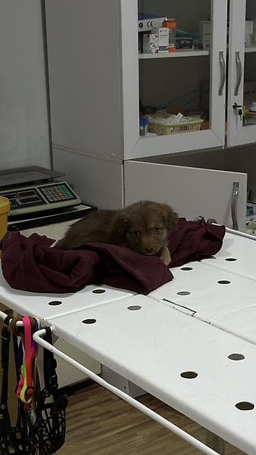 Иттер: Ит бекер берилет: 2 айлык, Ургаачы, Эмделген — 3