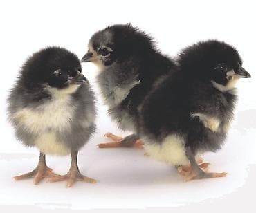 кебек отруби: Продаю | Инкубационные яйца | Для разведения — 1