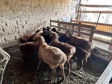 корова молочной: Продаю | Овца (самка) | Для разведения | Ярка — 2