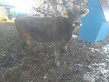 кыргыз добот ит: Сатам | Уй (ургаачы) | Швиц | Көбөйтүү үчүн | Жасалма уруктандырылган — 2