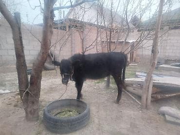 английская короткошерстная кошка: Продаю | Музоо, торпок | На откорм | Привязанные — 1