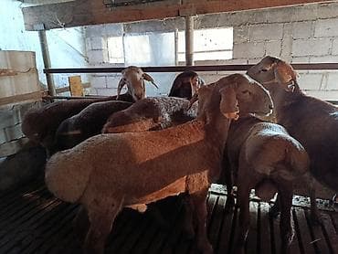 белый баран: Продаю | Баран (самец) | Для разведения — 3