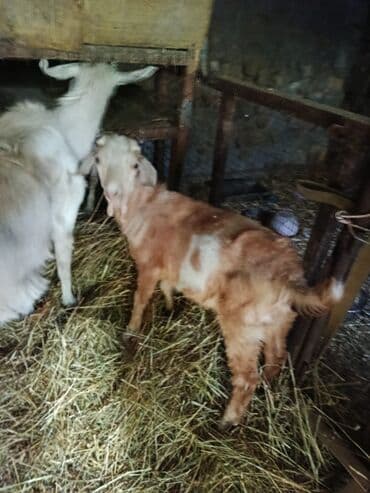 дойный коза: Сатам | Улак — 4