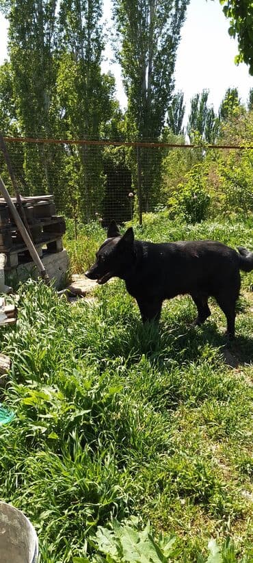 купить щенка немецкой овчарки в бишкеке: Немецкая овчарка, 3 года, Самка, С прививкой — 4