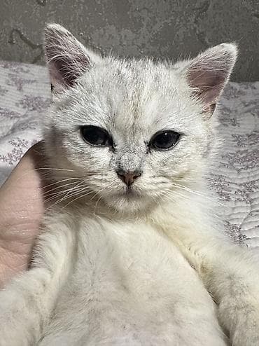 котята шатланские: Скотиш Страйт (Шотландская прямоухая), 3 месяца, Мальчик, Серебристая шиншилла, Приучена к лотку — 8