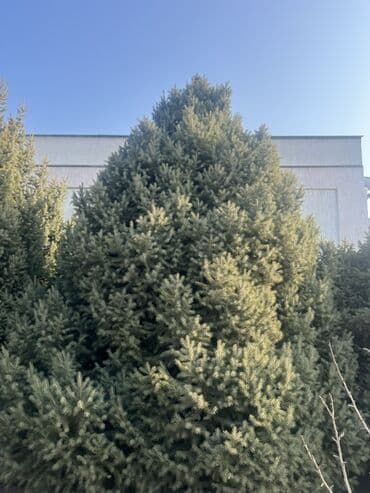 буфет в аренду: Ель голубая (Picea pungens) — крупномерные экземпляры для озеленения — 2