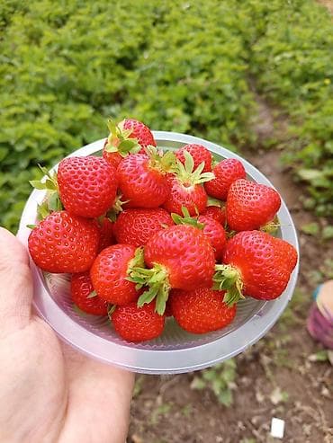Азык-түлүктөр: Клубника 🍓 Сорт Кимберли натуральный домашний Беш Кунгой горный — 1