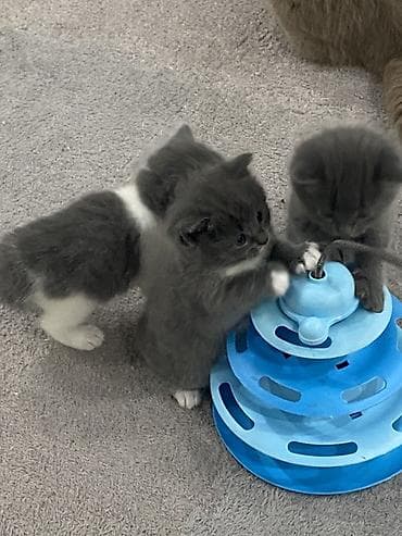 yeezy boost: Британские кошечки девочки им по 2 месяца игровые ласковые приучены к — 3