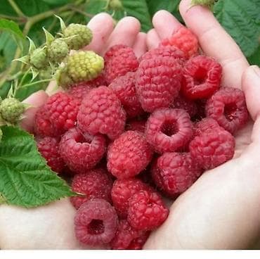 Малина Оптом, В розницу, Самовывоз