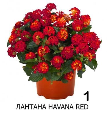 Черенки лантаны вегетативной