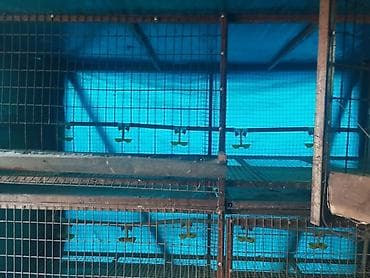 клетка для перепел: Трëхярусная клетка для содержания перепёлок/цыплят - Конструкция — 9