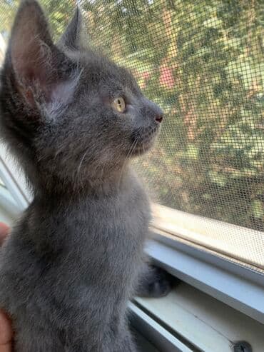 сколько стоит сибирская кошка котенок: Кошка даром: Беспородная, 3 месяца, Мальчик — 1