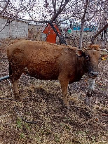 Башка жаныбарлар: Сатам | Уй (ургаачы) | Сүт алуу үчүн — 3