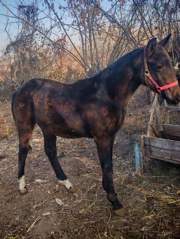 продажа собак чихуахуа: Продаю | Жеребец | Конный спорт — 3