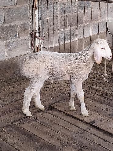 кошка беловодск: Сатам | Козу | Көбөйтүү үчүн | Асыл тукумдуу — 3