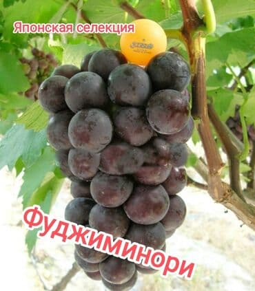 оптом овощи и фрукты: 2-летние саженцы винограда. Все сорта винограда на фото исключительно — 5