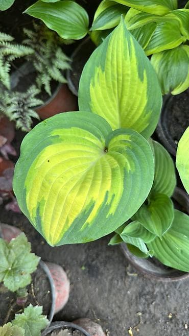 отургучтар бу: Https://t.me/blooming_garden_kg Редкие и эффектные декоративные — 7