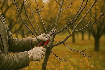 Профессиональная обрезка плодовых деревьев для хорошего урожая