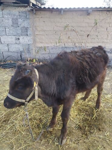 продам бу оборудование для птицефабрики: Продаю | Бык (самец) | На откорм | Привязанные — 1