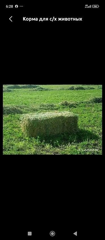 породы собак в бишкеке: 2 кос,клевер. Панфиловский р-н верхняя зона — 1